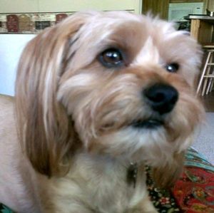 Meet your Posher, Robin